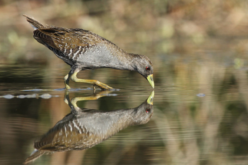Australian Spotted Crake