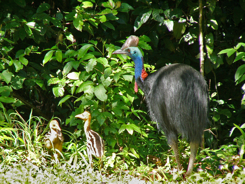Southern Cassowary