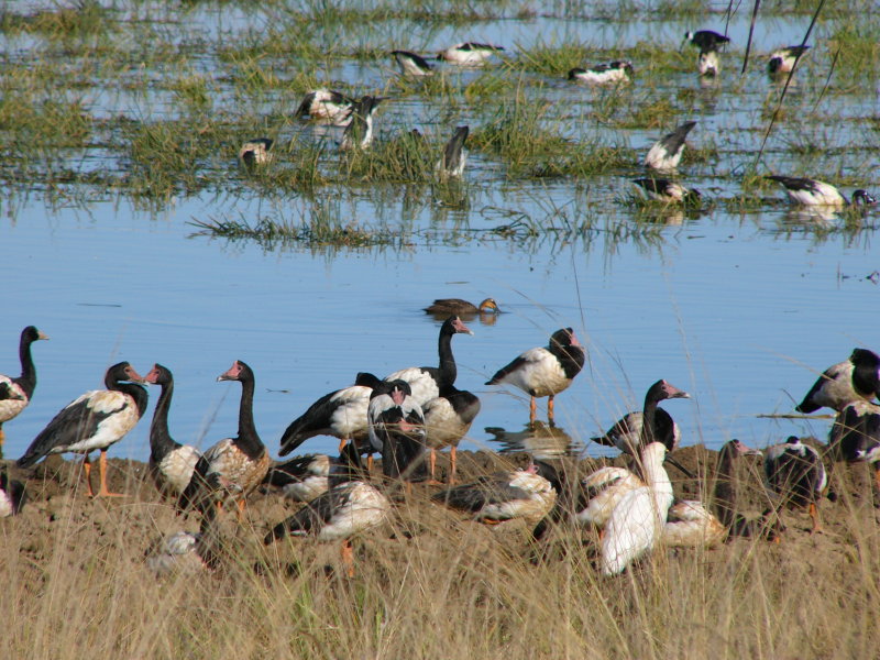 Magpie Goose