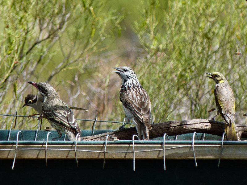 Spiny-cheeked, Striped & Yellow-plumed Honeyeater