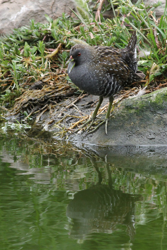 Australian Spotted Crake