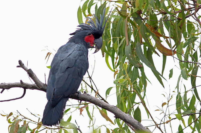 Palm Cockatoo