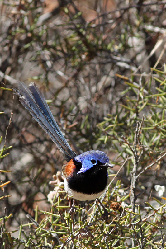 Variegated Fairy-wren