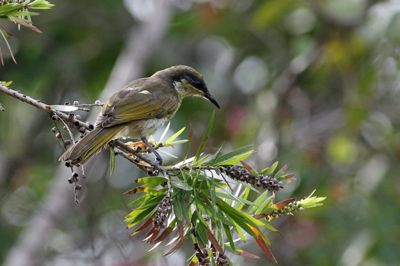 Varied Honeyeater