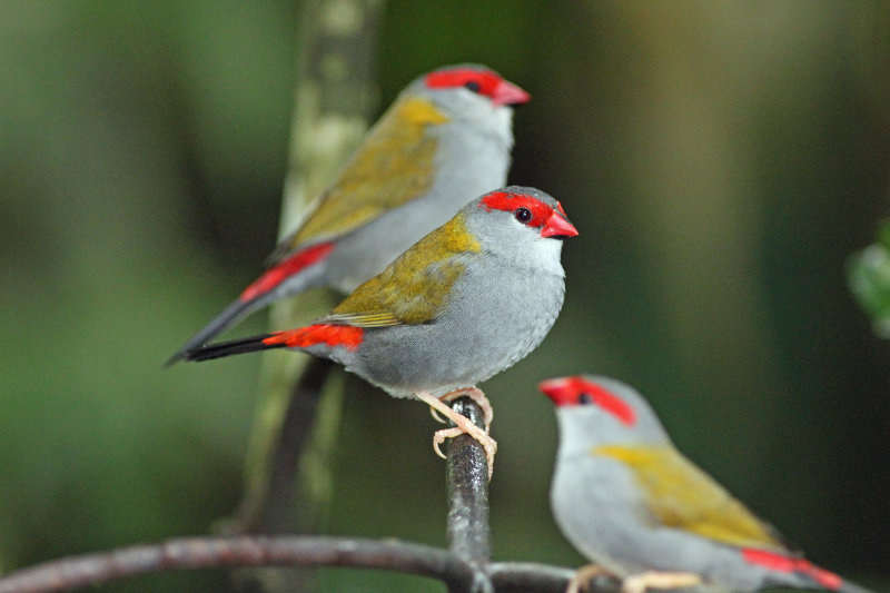 Red-browed Finch
