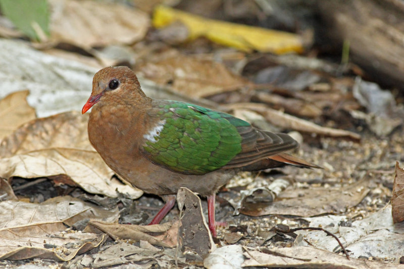 Emerald Dove