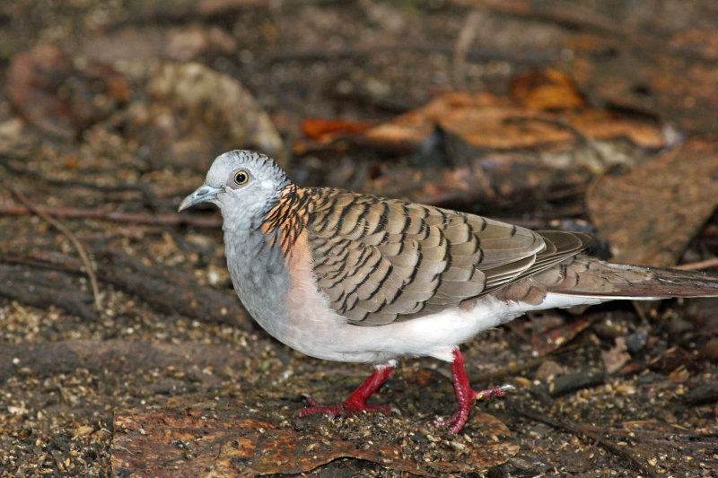 Bar-shouldered Dove