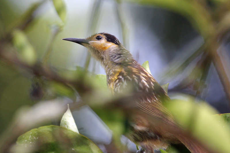 Tawny-breasted Honeyeater