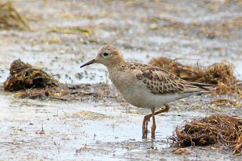 Buff-breasted Sandpiper