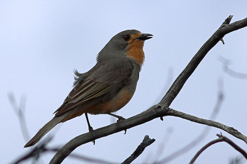 Red-lored Whistler