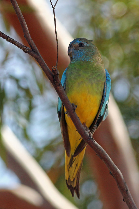 Scarlet-chested Parrot (female)