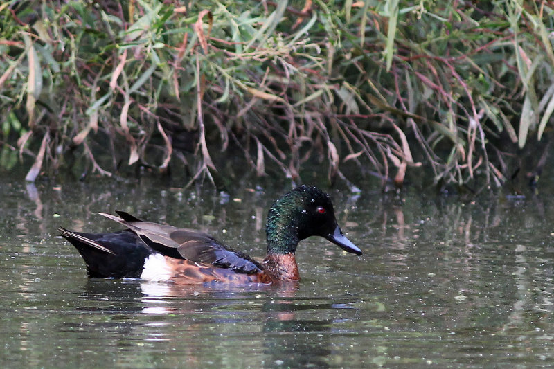 Chestnut Teal