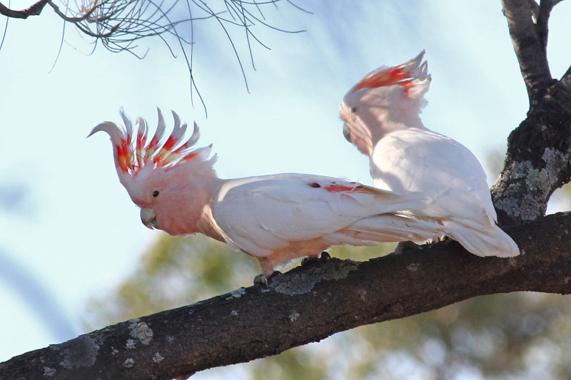 Major Mitchells Cockatoo