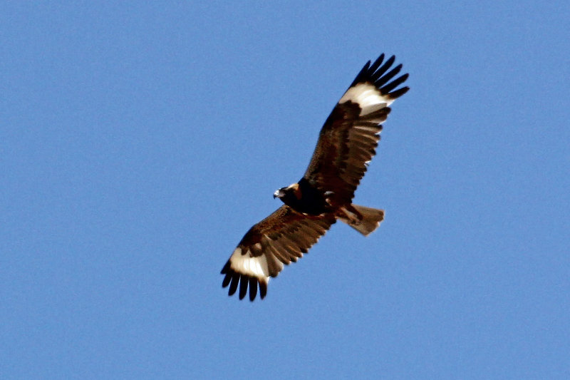 Black-breasted Buzzard