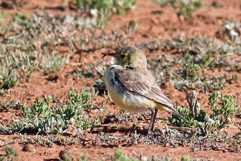 Orange Chat (female)