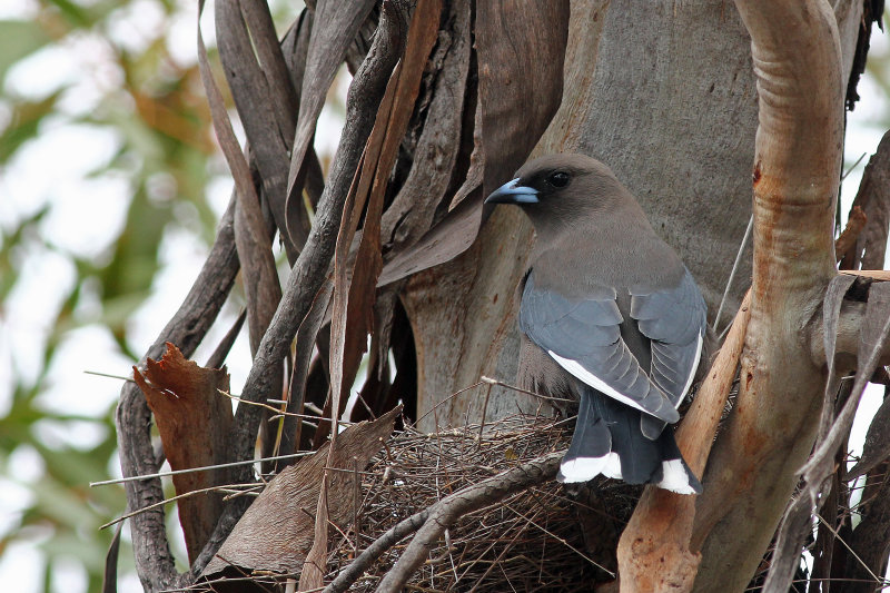Dusky Woodswallow
