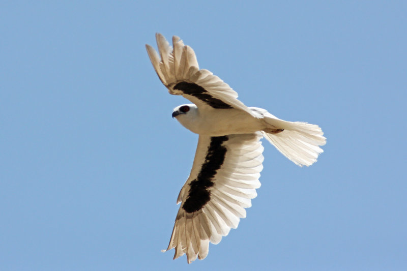 Letter-winged Kite