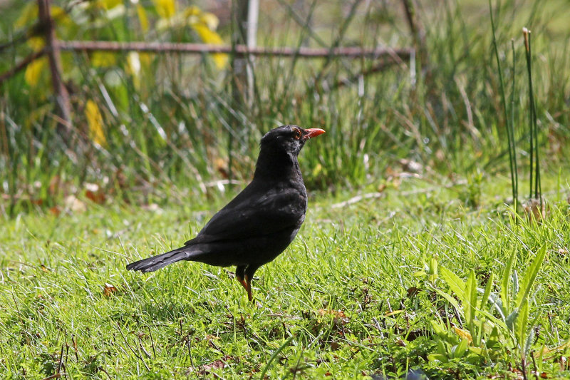 Common Blackbird