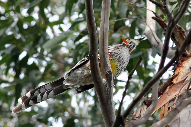 Yellow Wattlebird