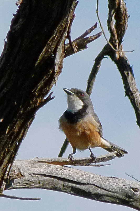 Rufous Whistler