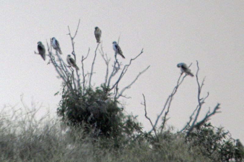 Letter-winged Kite