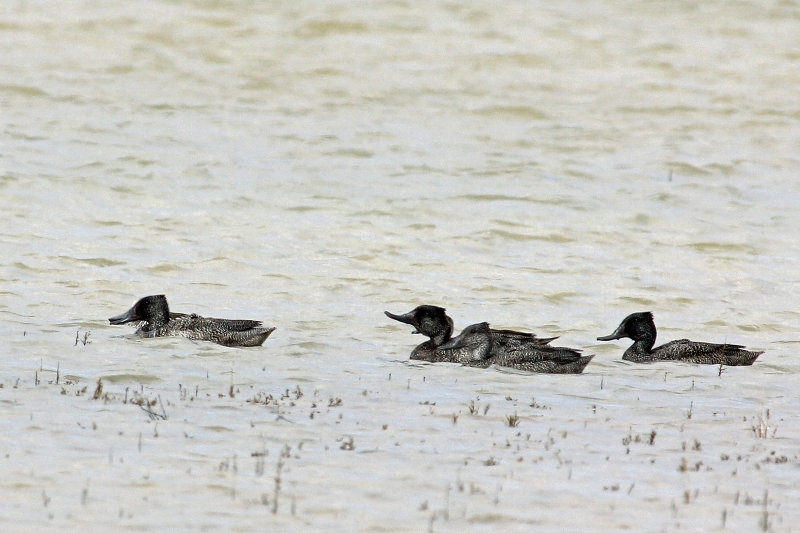 Freckled Duck