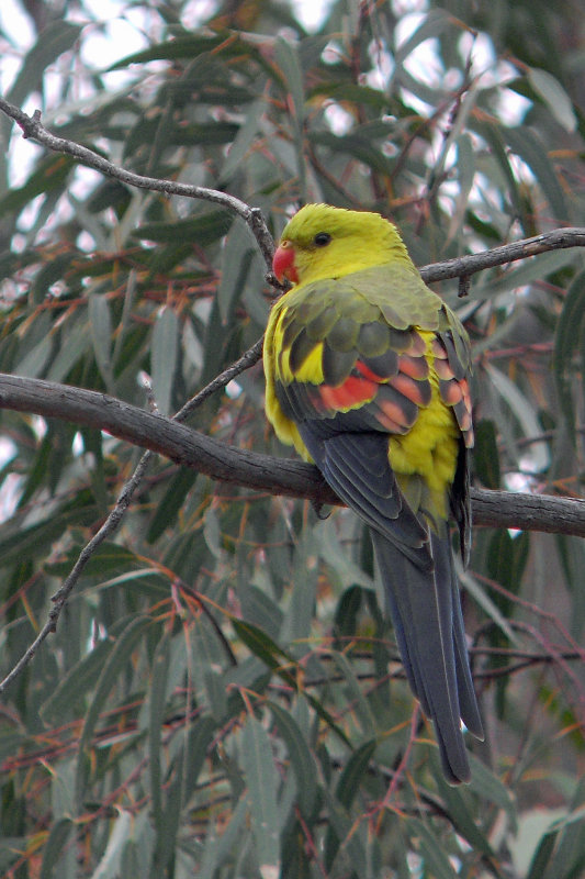Regent Parrot
