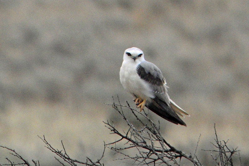 Black-shouldered Kite