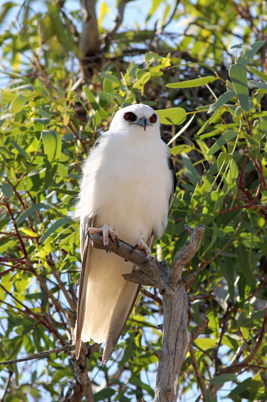 Letter-winged Kite