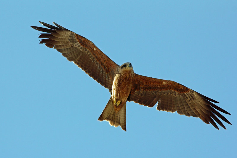 Black Kite