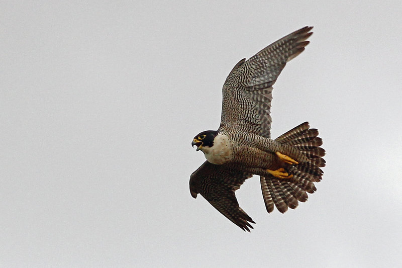 Peregine Falcon