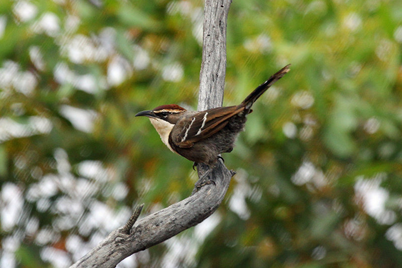 Chestnut-crowned Babbler