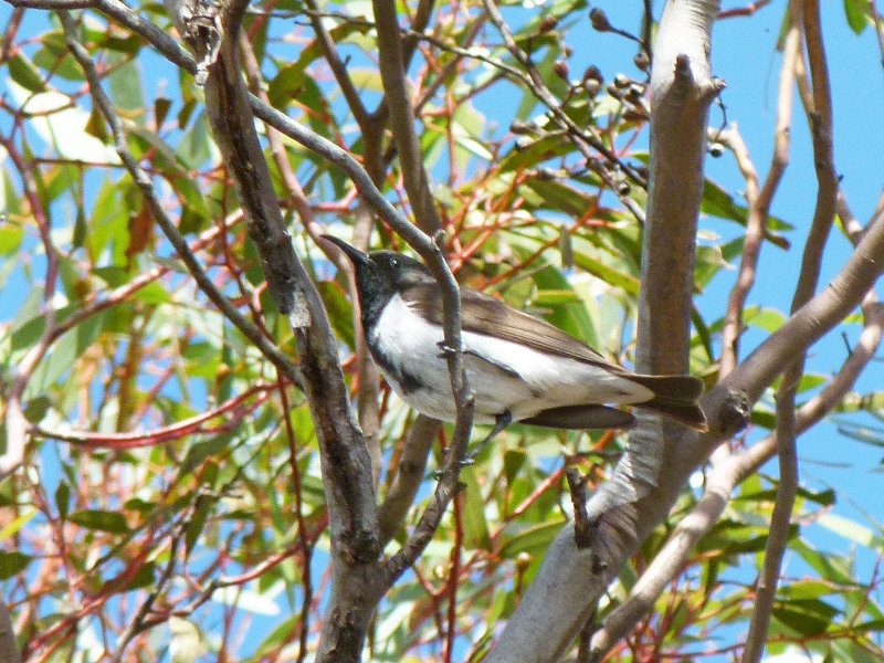 Black Honeyeater