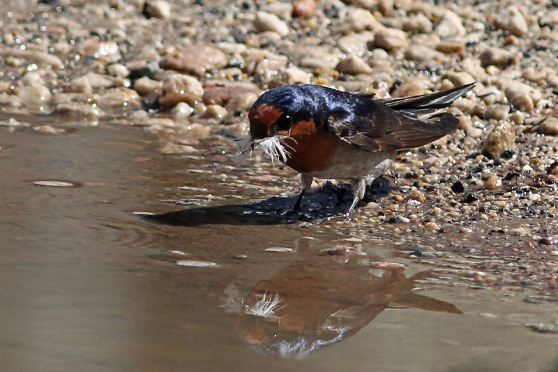 Welcome Swallow