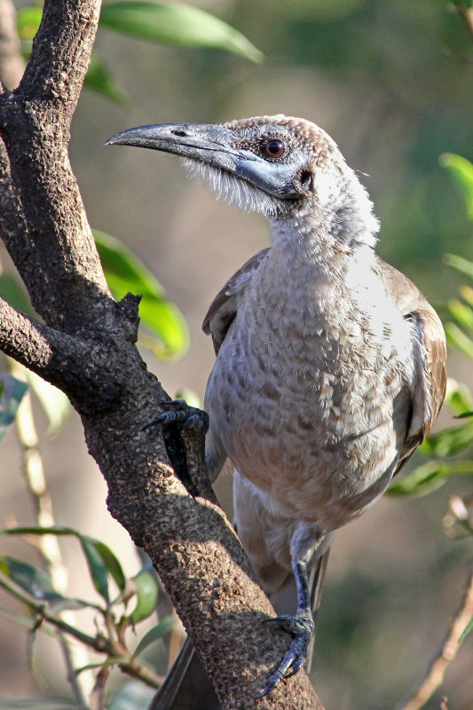 Little Friarbird