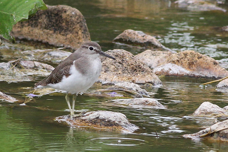 Common Sandpiper