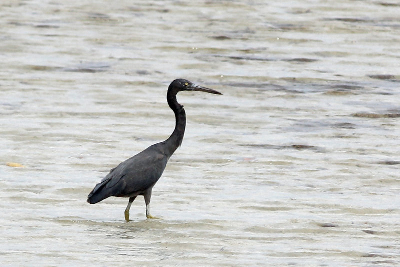 Eastern Reef Egret