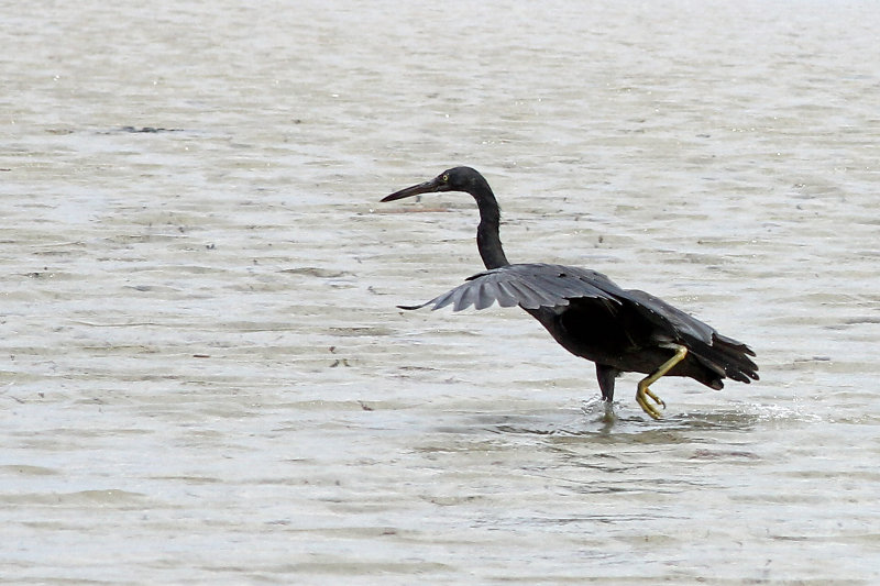 Eastern Reef Egret