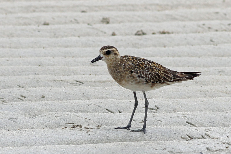 Pacific Golden Plover