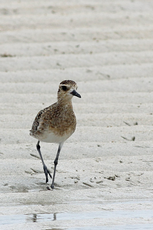Pacific Golden Plover