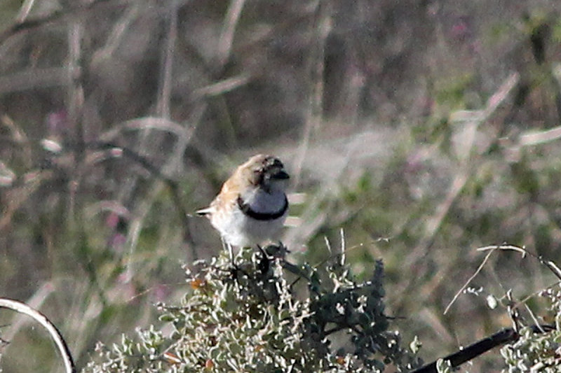 Banded Whiteface