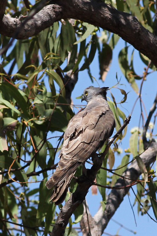 Pacific Baza