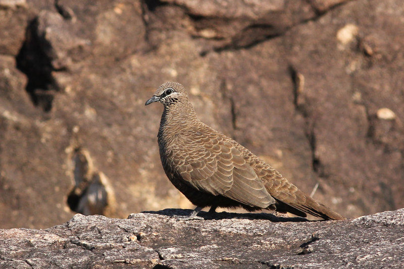 White-quilled Rock-pigeon