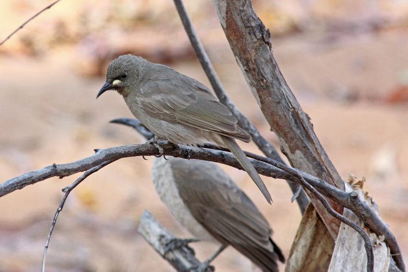 White-gaped Honeyeater