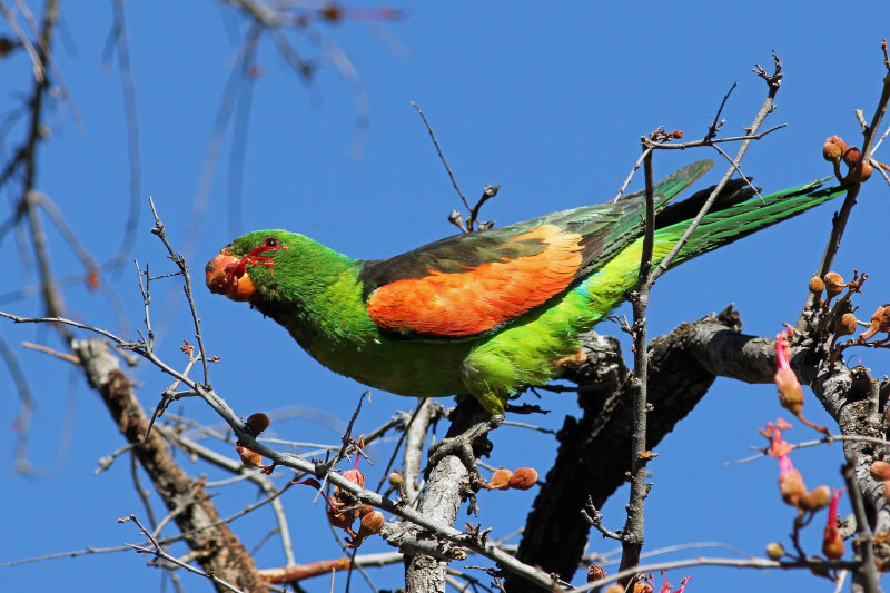 Red-winged Parrot