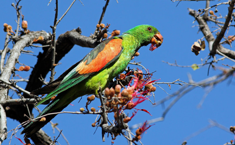 Red-winged Parrot