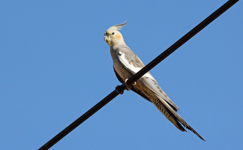 Cockatiel
