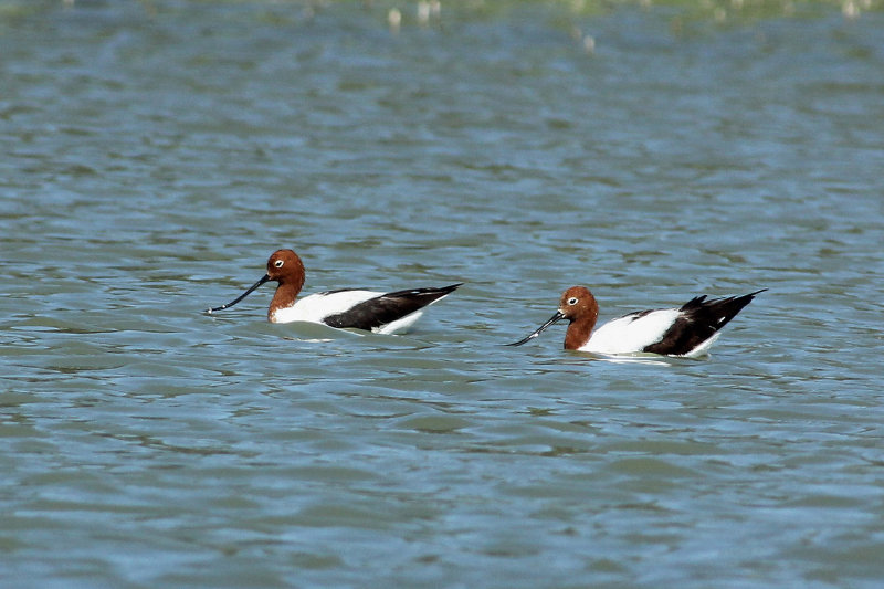 Red-necked Avocet