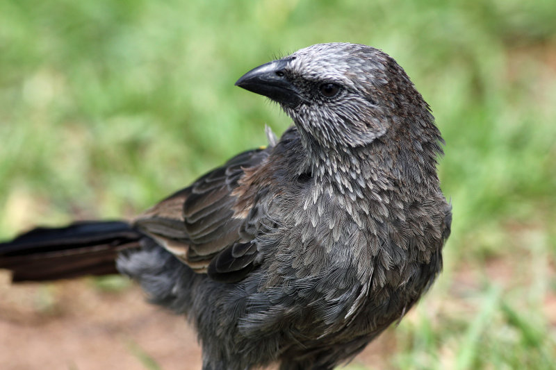 Apostlebird