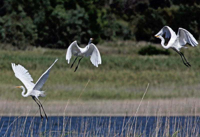 Great Egret